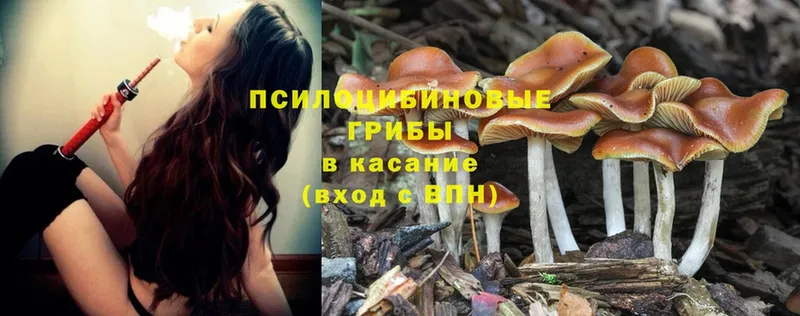 Псилоцибиновые грибы Psilocybe  наркошоп  Лосино-Петровский 